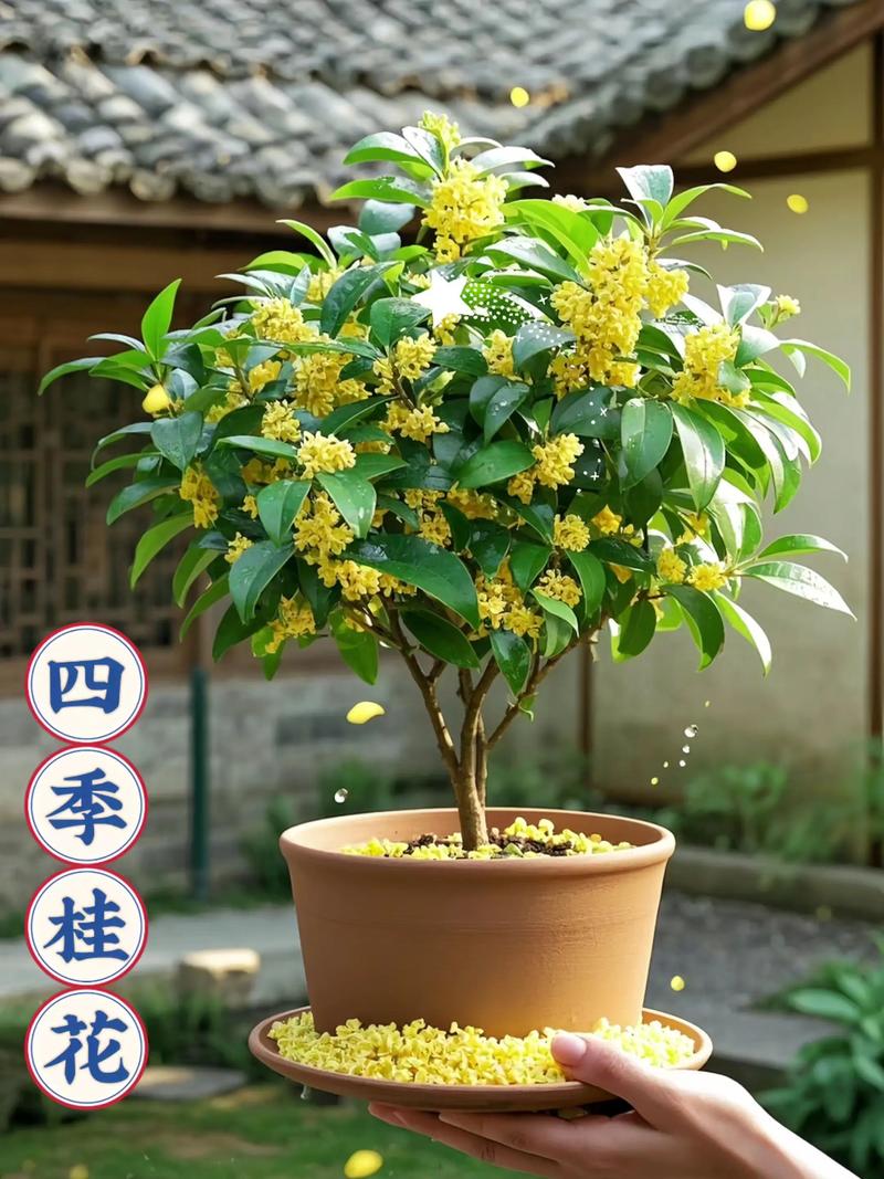 桂花品种价格差异有多大？-图2