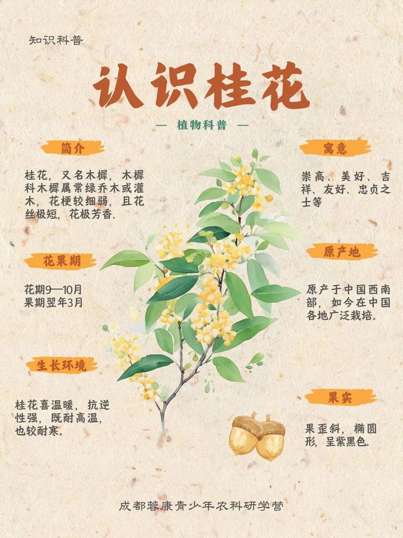 桂花品种价格差异有多大？-图3