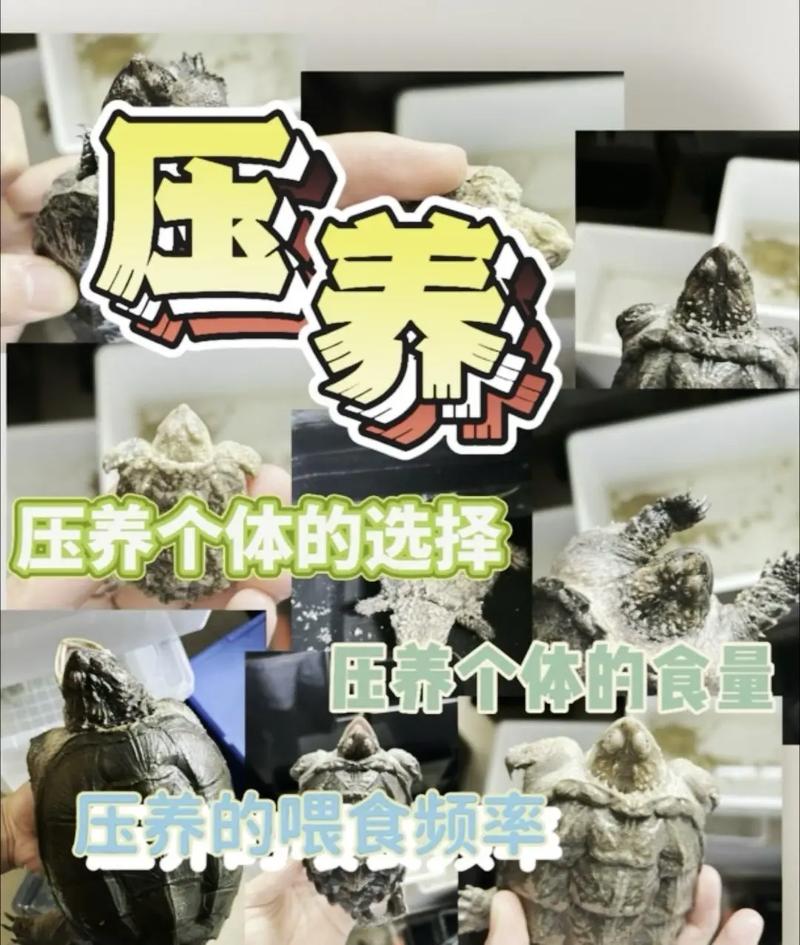鳄龟人工养殖实用技术有哪些关键要点?-图1 鳄龟人工养殖实用技术有哪些关键要点?-图1