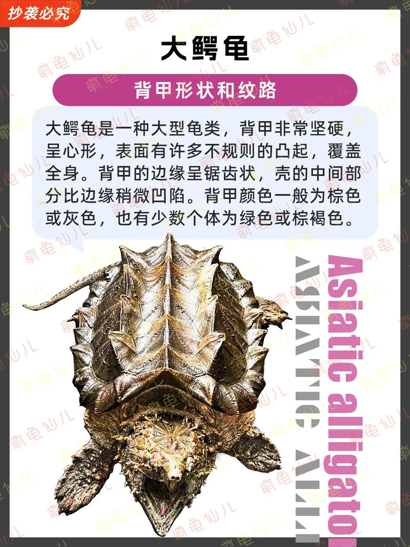 鳄龟人工养殖实用技术有哪些关键要点？-图3