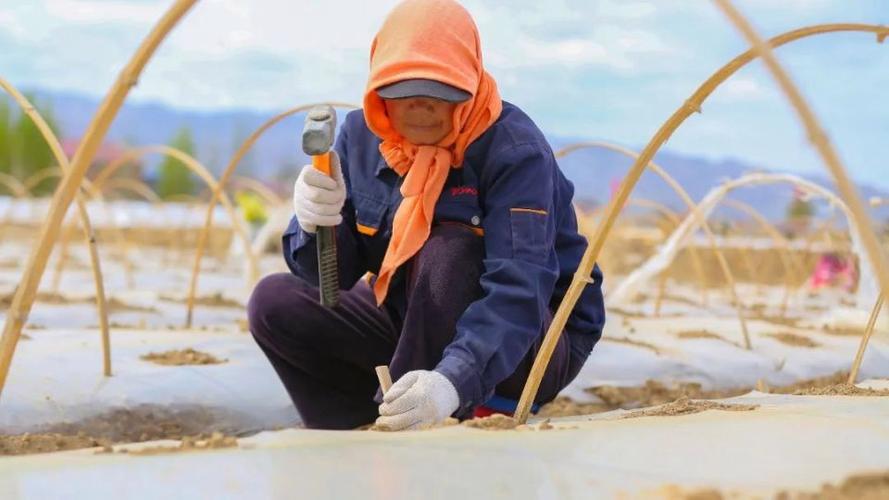 小拱棚粘玉米栽培技术要点有哪些?-图1 小拱棚粘玉米栽培技术要点有哪些?-图1