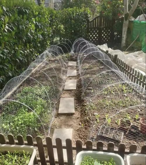 小拱棚粘玉米栽培技术要点有哪些?-图2 小拱棚粘玉米栽培技术要点有哪些?-图2