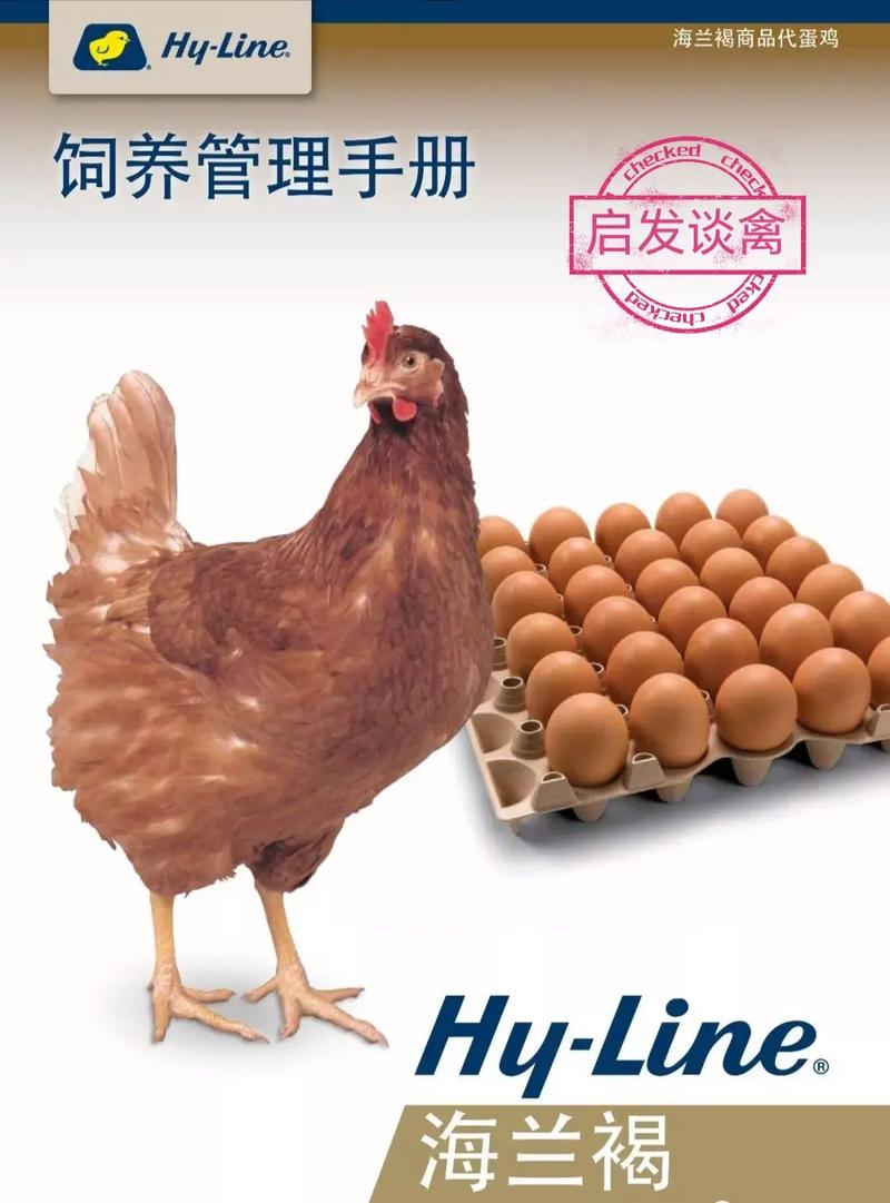 海海兰褐壳蛋鸡养殖技术有哪些关键要点?-图1 海海兰褐壳蛋鸡养殖技术有哪些关键要点?-图1