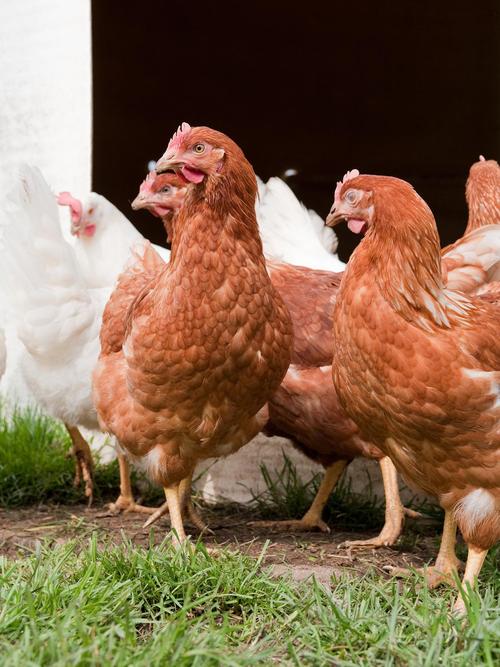 海海兰褐壳蛋鸡养殖技术有哪些关键要点?-图2 海海兰褐壳蛋鸡养殖技术有哪些关键要点?-图2