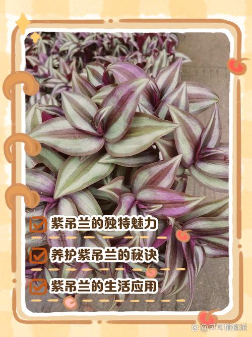 吊兰品种价格差异这么大?-图2 吊兰品种价格差异这么大?-图2