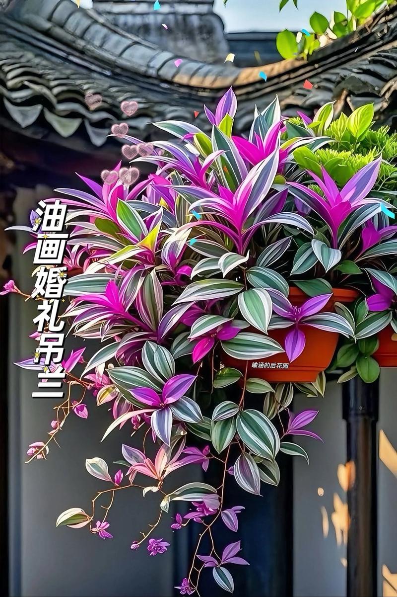 吊兰品种价格差异这么大？-图3