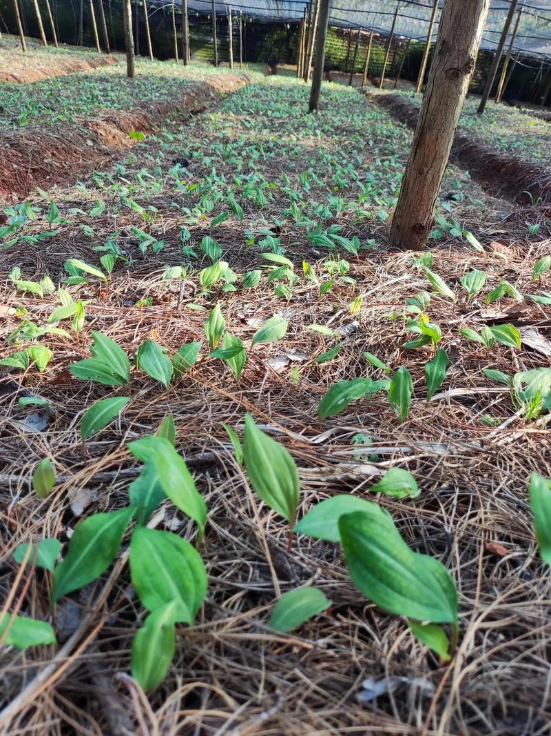 中药材种植选什么品种好？-图1