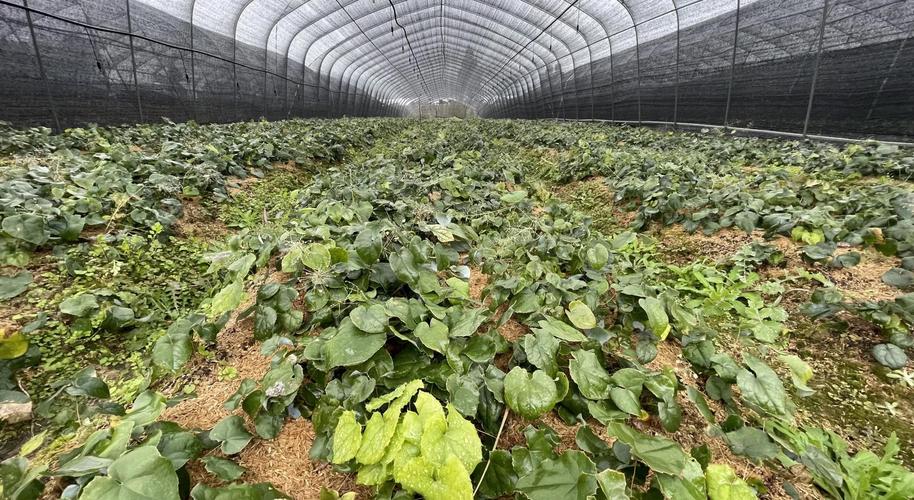 中药材种植选什么品种好？-图2