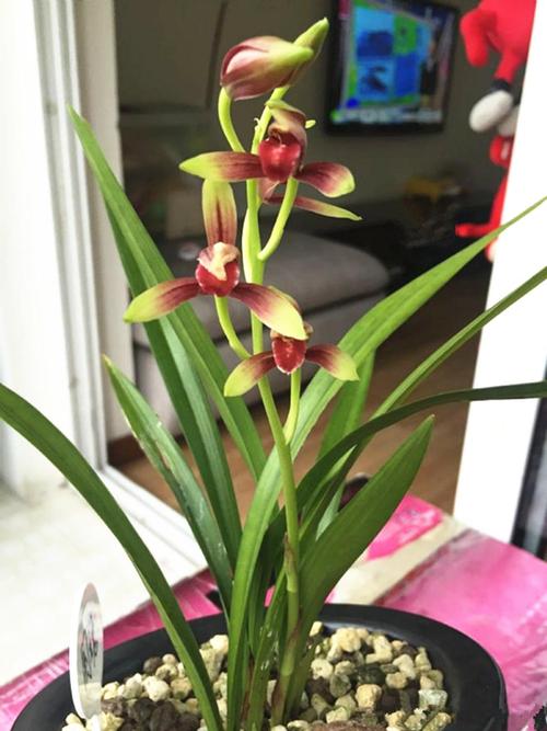 四川兰花常见品种有哪些?-图3 四川兰花常见品种有哪些?-图3