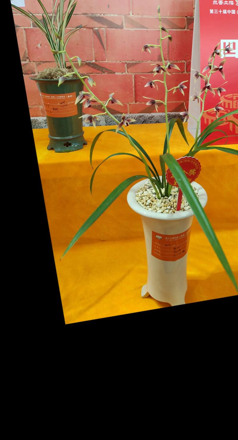 四川兰花常见品种有哪些?-图2 四川兰花常见品种有哪些?-图2