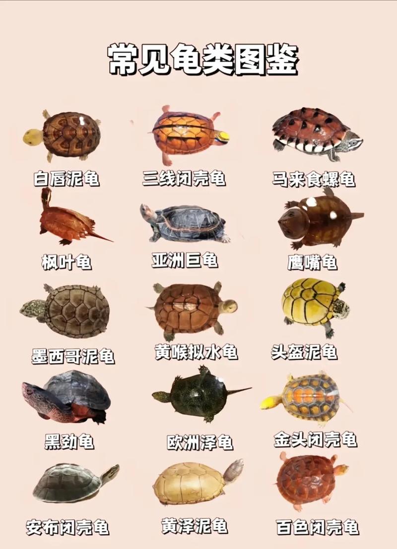 龟品种差异大，价格行情如何？-图2