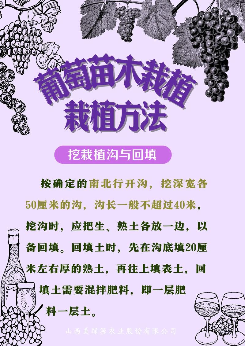 红提葡萄栽培技术有哪些关键要点？-图1