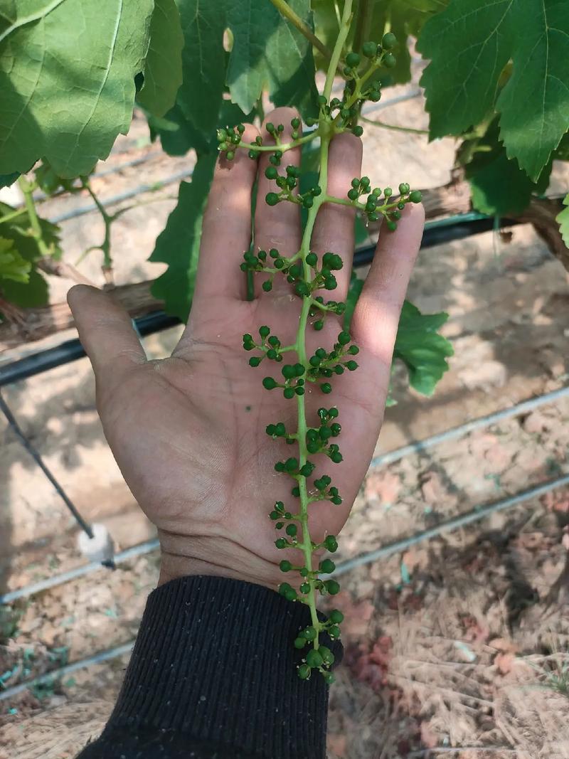 红提葡萄栽培技术有哪些关键要点？-图3