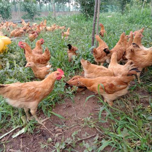 什么鸡品种产蛋量最高？-图3