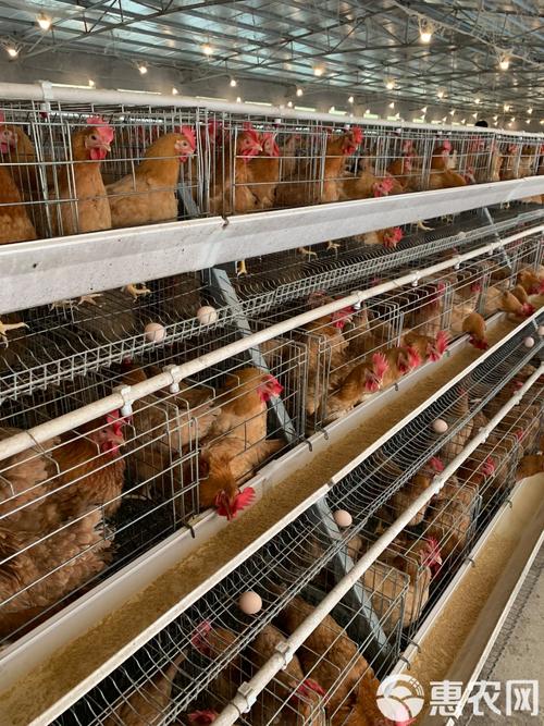 什么鸡品种产蛋量最高？-图2