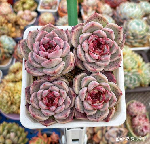 多肉带毛是哪个品种？-图2