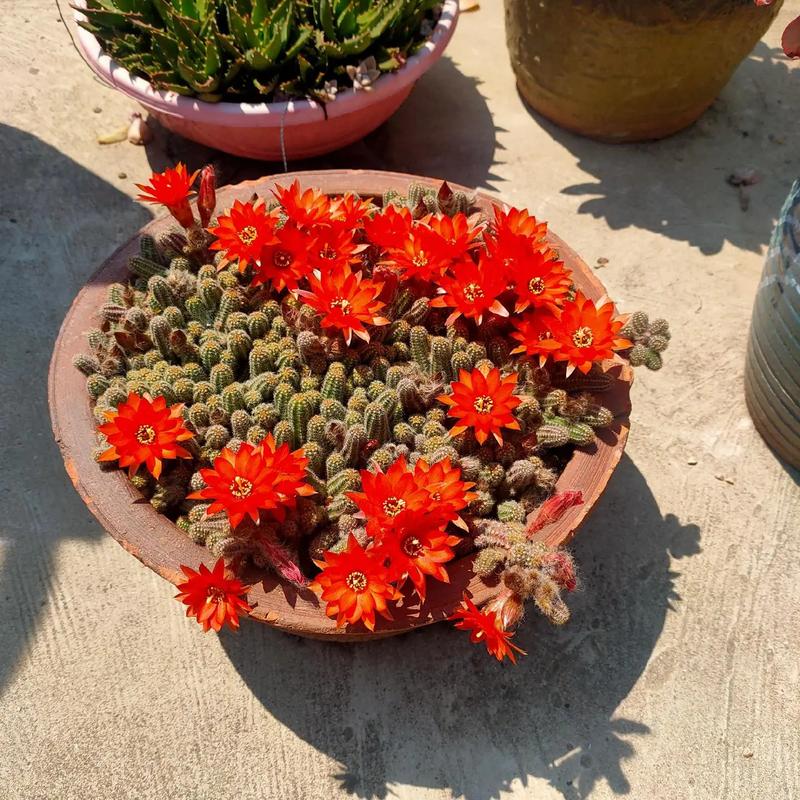 多肉带毛是哪个品种？-图1