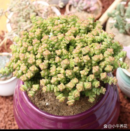 多肉带毛是哪个品种？-图3