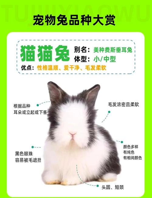 哪些肉兔品种适合散养？-图2