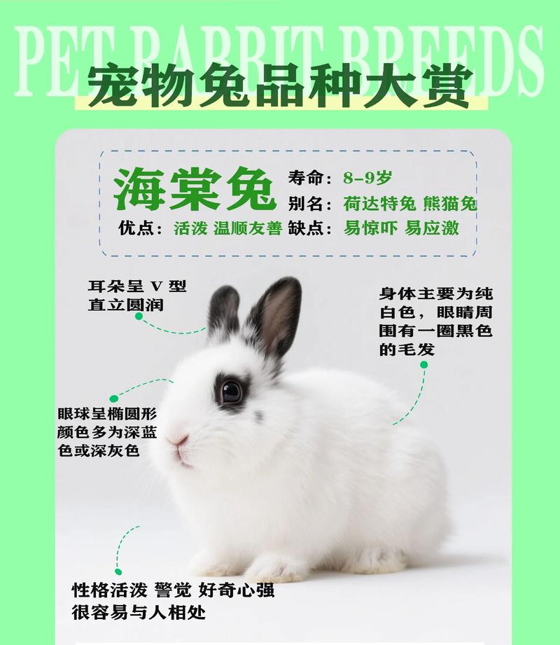 哪些肉兔品种适合散养？-图3