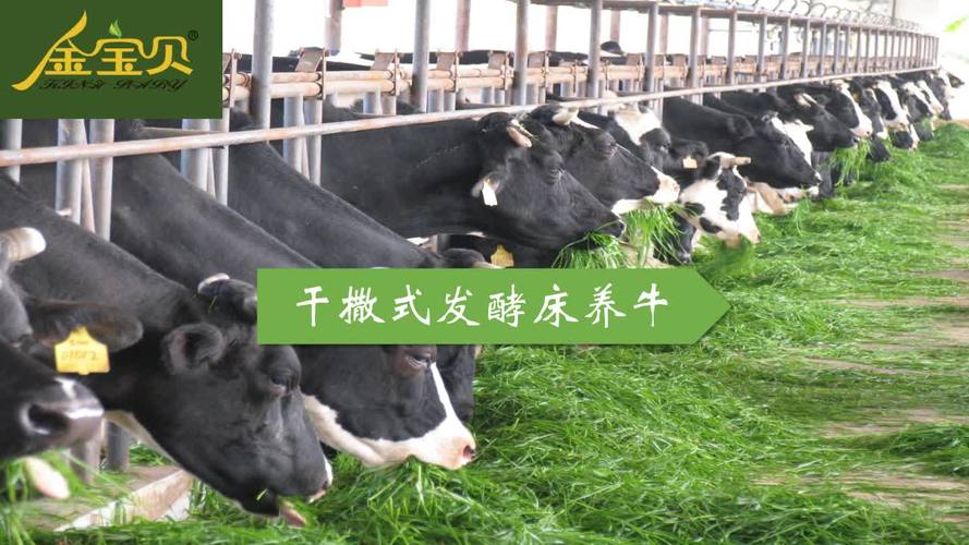 干撒式发酵床养牛技术有何优势？-图1