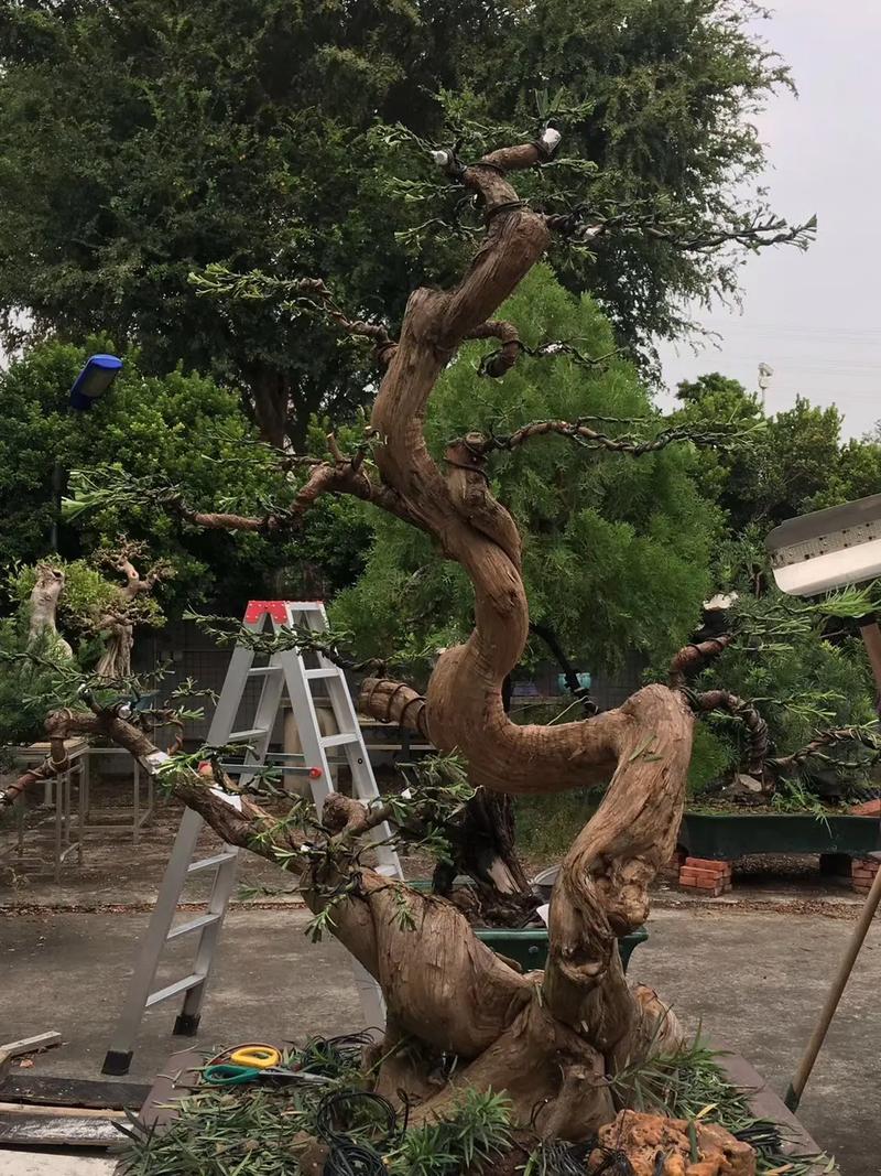 盆景树桩裸根栽培如何提高成活率？-图1