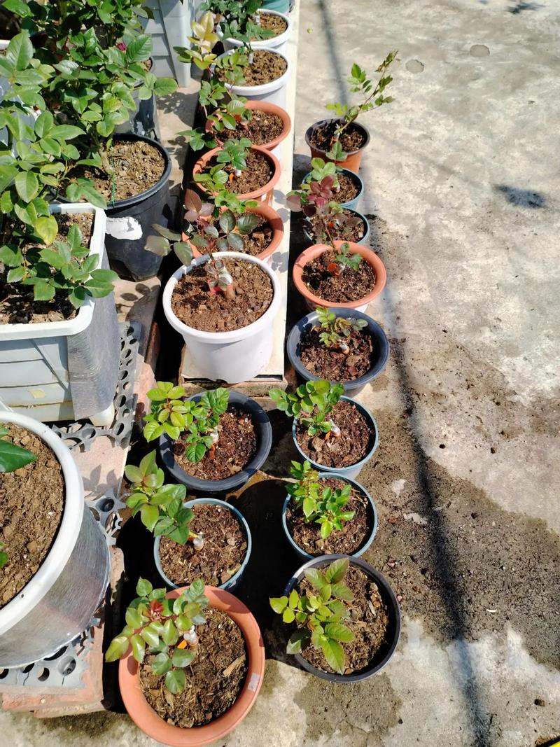 盆景树桩裸根栽培如何提高成活率？-图2