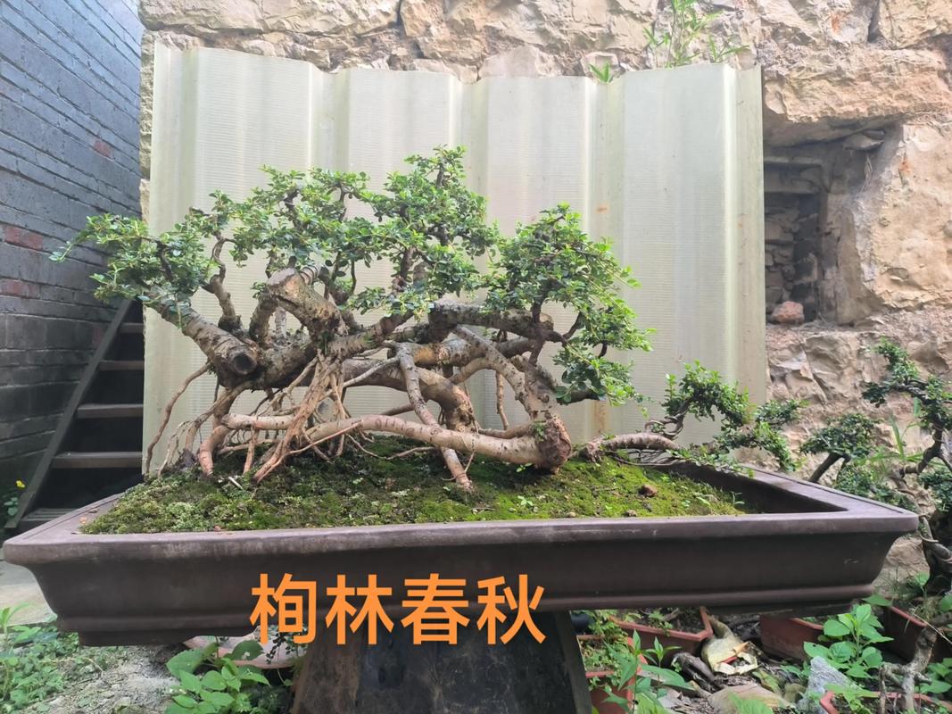 盆景树桩裸根栽培如何提高成活率？-图3