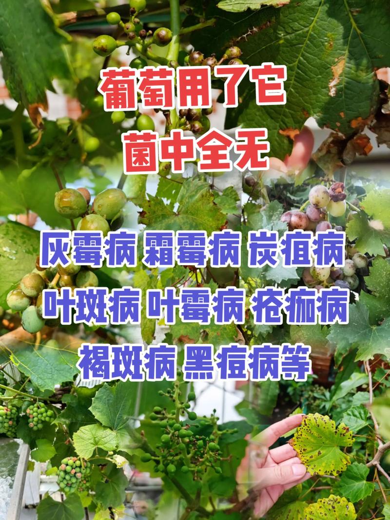 葡萄病虫害防治新技术有哪些关键突破?-图1 葡萄病虫害防治新技术有哪些关键突破?-图1