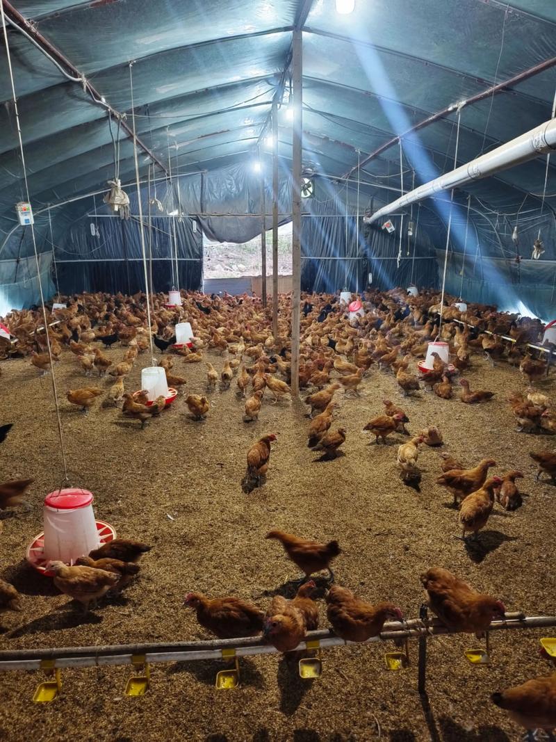 鸡苗脱温养殖技术视频怎么学?-图1 鸡苗脱温养殖技术视频怎么学?-图1