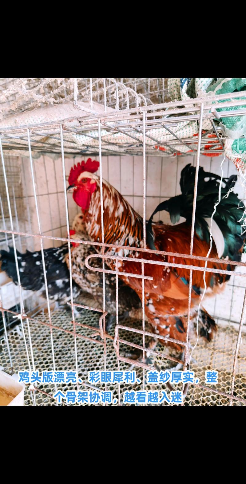 鸡苗脱温养殖技术视频怎么学?-图2 鸡苗脱温养殖技术视频怎么学?-图2