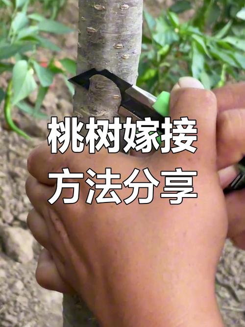核桃树夏季嫁接技术要点有哪些？-图1