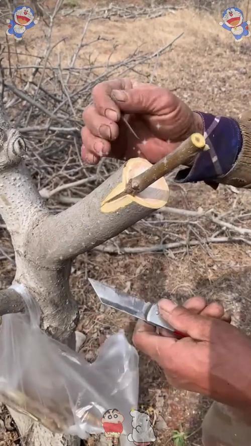 核桃树夏季嫁接技术要点有哪些？-图2