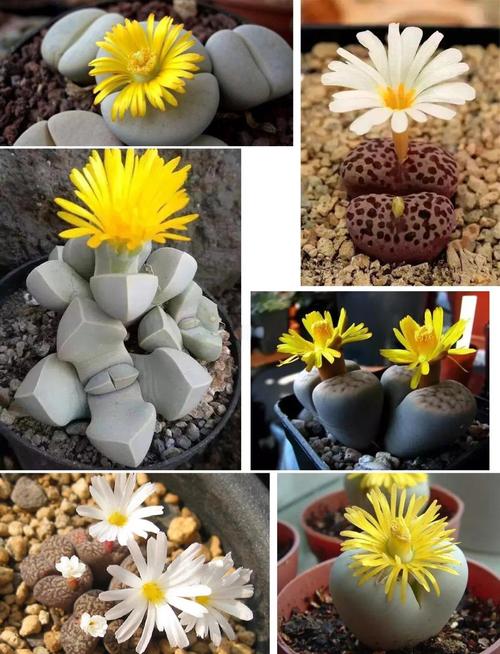 生石花哪些品种最值得入手？-图1