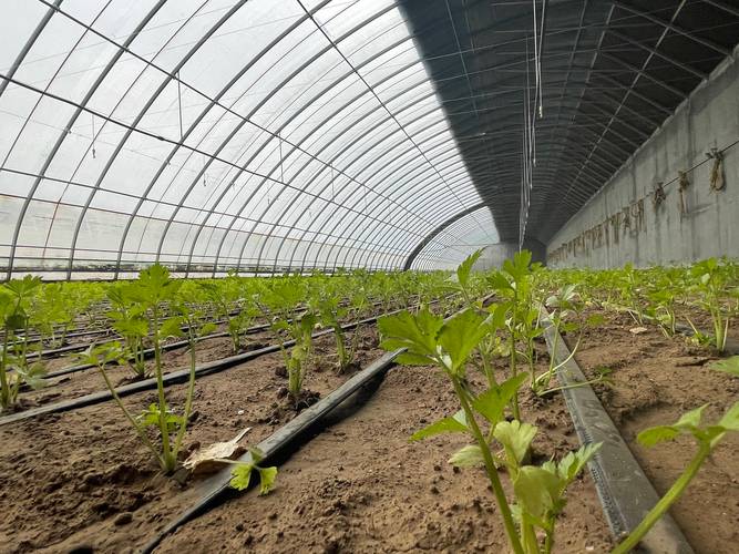 冬天大棚土豆怎么种才高产？-图2