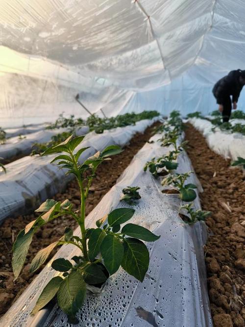 冬天大棚土豆怎么种才高产？-图3