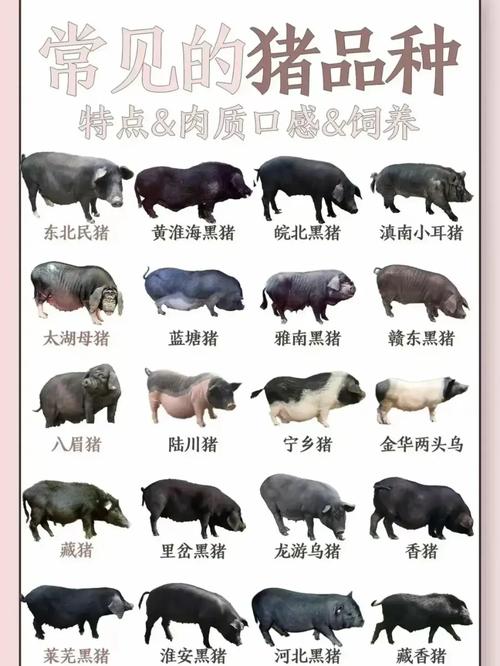 散养土猪哪个品种更优？-图3