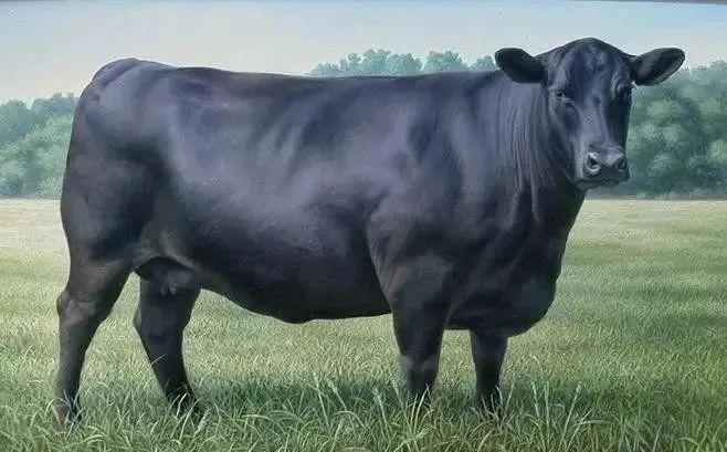 黑牛都是什么品种牛-图1