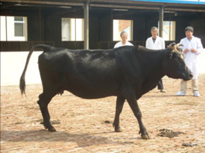 黑牛都是什么品种牛-图2
