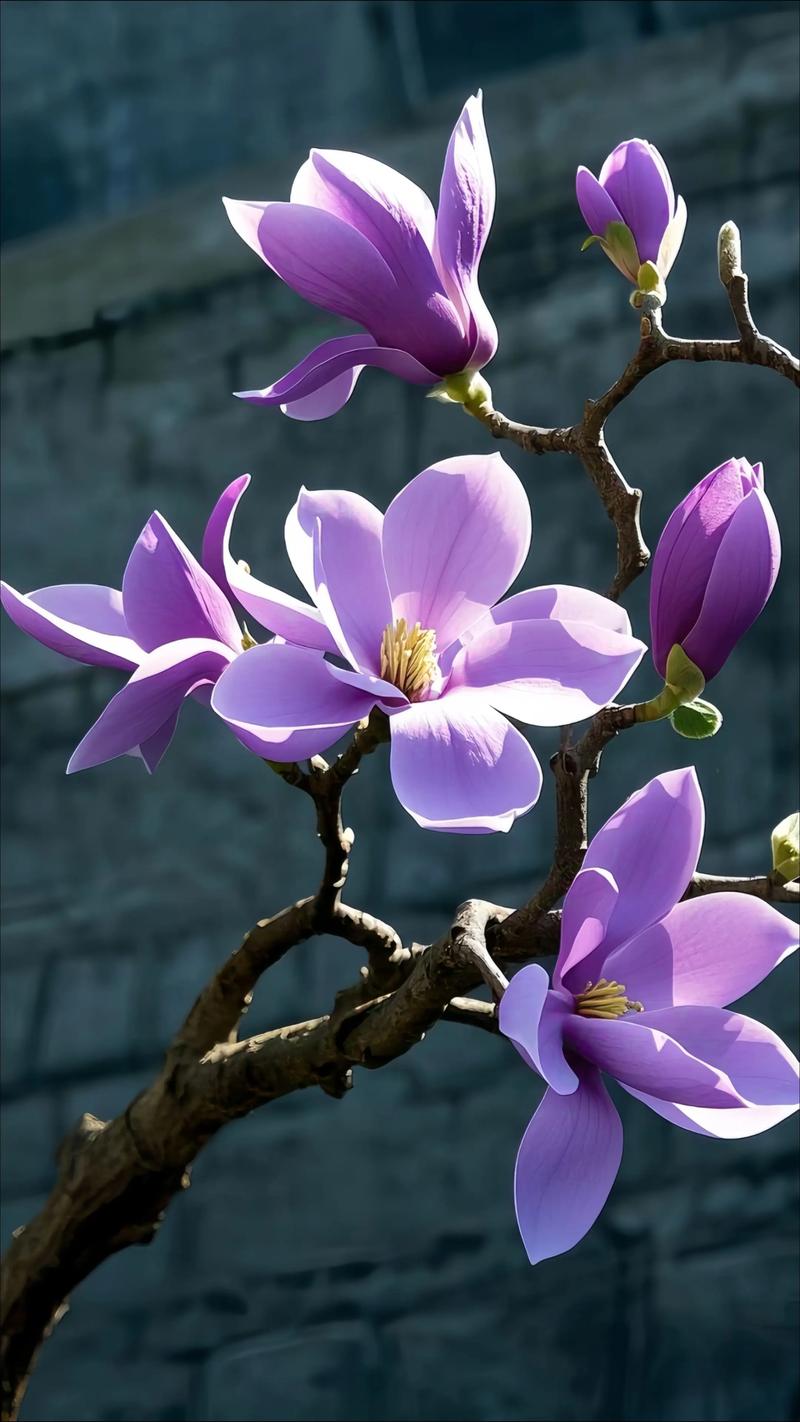 玉兰花有哪些独特形态与品种?-图1 玉兰花有哪些独特形态与品种?-图1