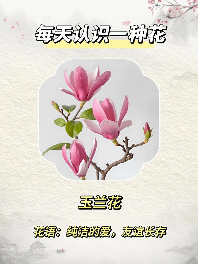 玉兰花有哪些独特形态与品种?-图2 玉兰花有哪些独特形态与品种?-图2