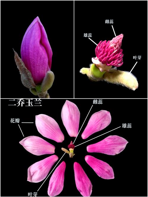 玉兰花有哪些独特形态与品种?-图3 玉兰花有哪些独特形态与品种?-图3