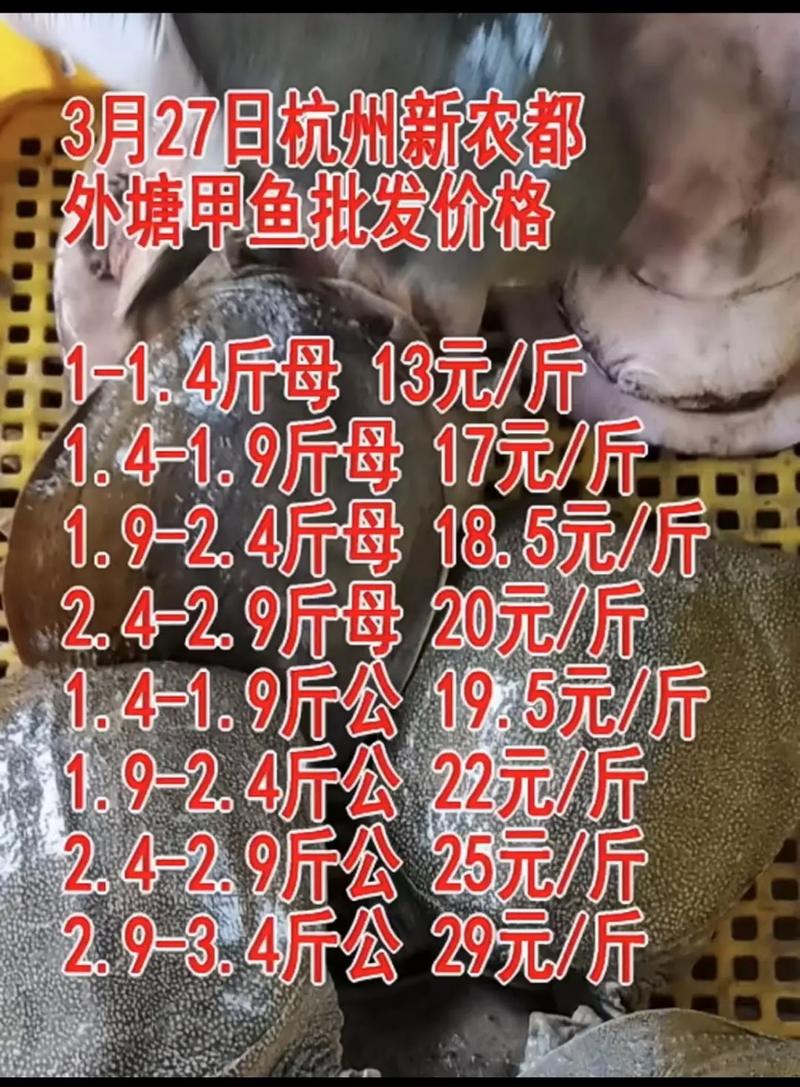 今天农都市场甲鱼多少钱一斤？-图1