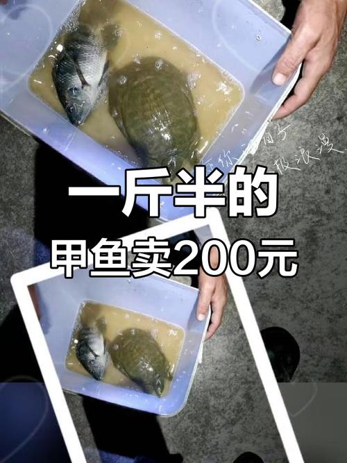 今天农都市场甲鱼多少钱一斤？-图2