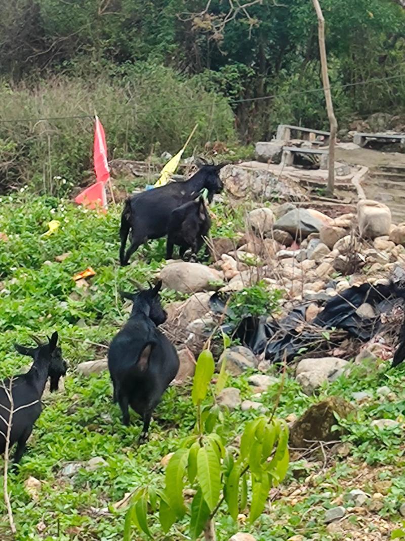 黑山羊哪个品种产奶好？-图2