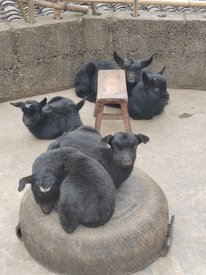 黑山羊哪个品种产奶好？-图3