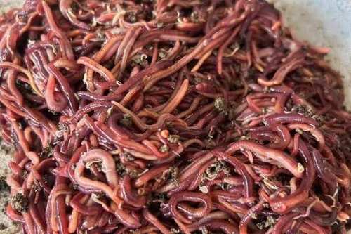 大平二号蚯蚓养殖技术要点有哪些？-图1