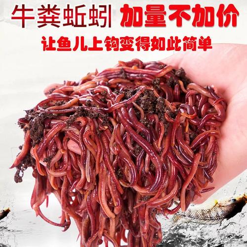 大平二号蚯蚓养殖技术要点有哪些？-图3