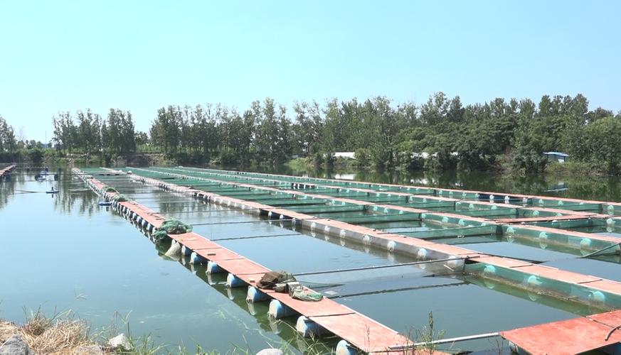 河道养鱼水产养殖技术有哪些关键要点？-图2