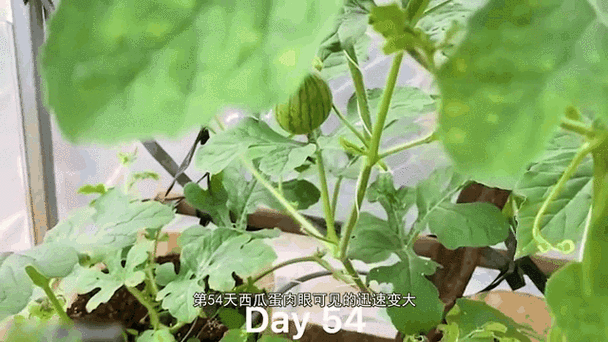 西瓜嫁接栽培技术视频，如何高效掌握关键步骤？-图1